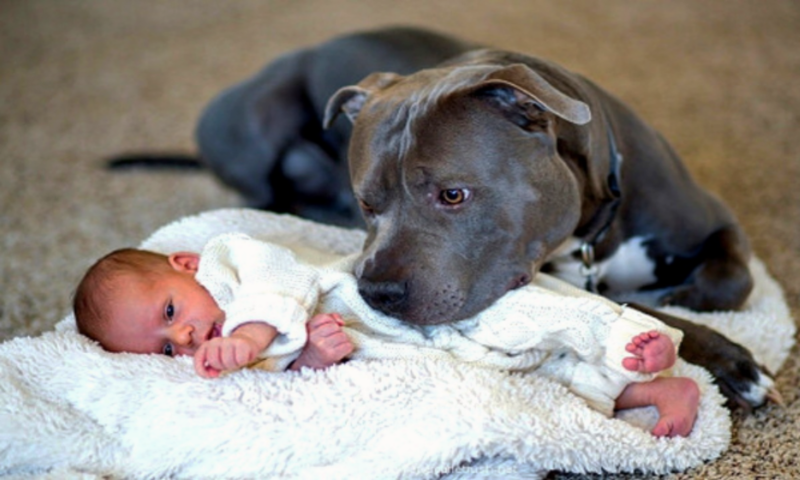 dog-refuses-to-let-baby-sleep-alone-when-parents-find-out-why-they